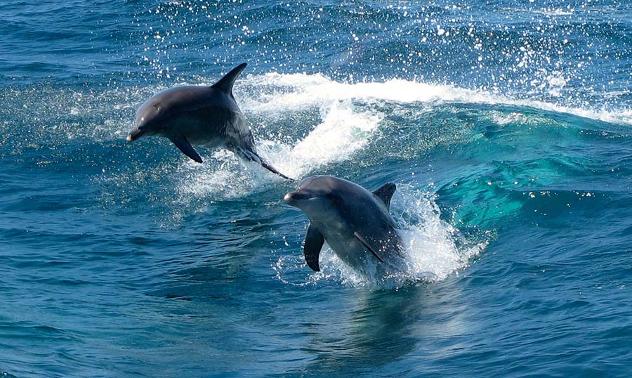leaping-dolphins